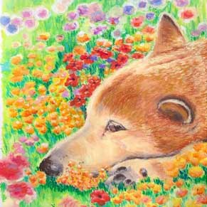 dog laying down in a field of flowers